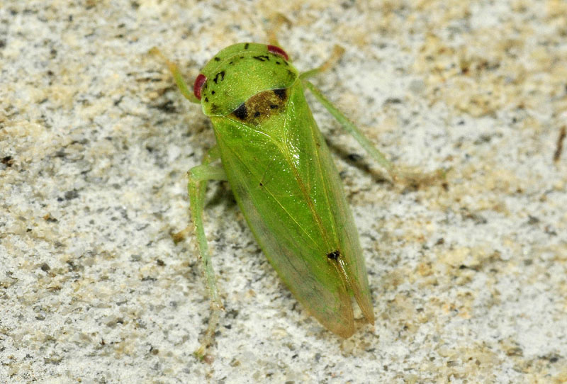 Iassus scutellaris  e  Iassus lanio 2 specie a confronto